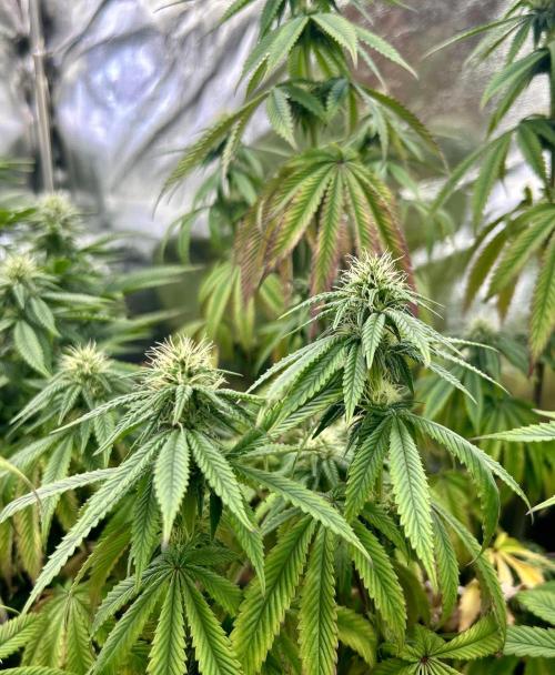 I can’t decide so I do them all. Week 10 - Blue Zushi