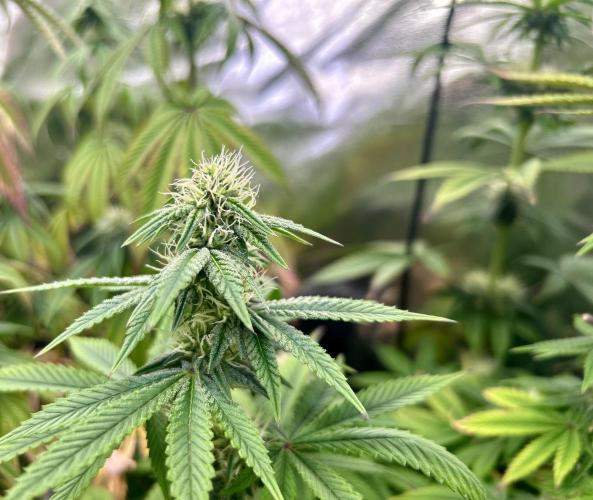 I can’t decide so I do them all. Week 10 - Lemon Cherry Gelato