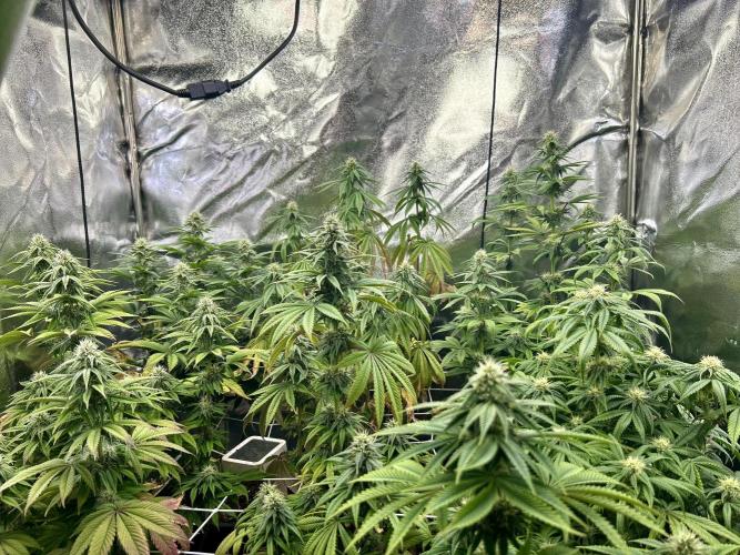 I can’t decide so I do them all. Week 10