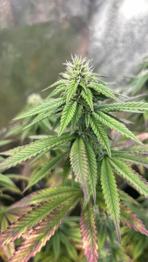 I can’t decide so I do them all. Week 11 - Zushi the late stacker