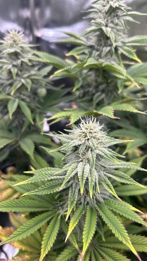 I can’t decide so I do them all. Week 11 - Boof the frosty