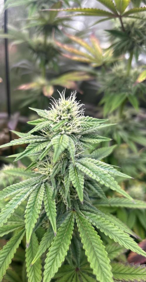 I can’t decide so I do them all. Week 11 - LCG the slow