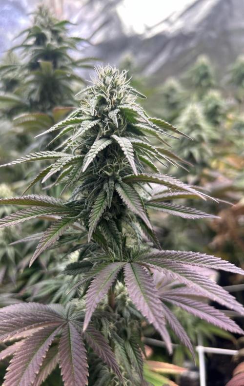 I can’t decide so I do them all. Week 11 - Minnows the beauty 