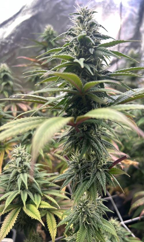 I can’t decide so I do them all. Week 11 - Marker the spear