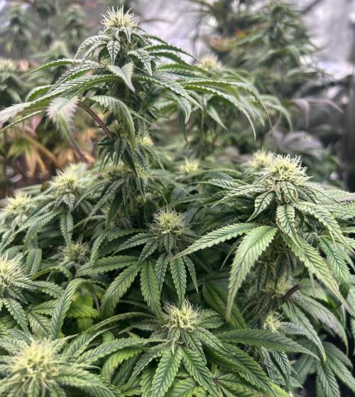 I can’t decide so I do them all. Week 11 - Gushers the wide