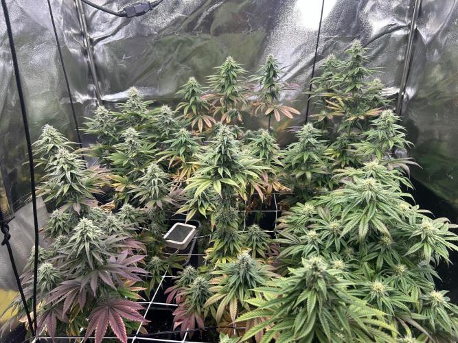 I can’t decide so I do them all. Week 11