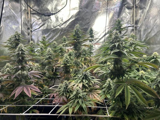 I can’t decide so I do them all. Week 11