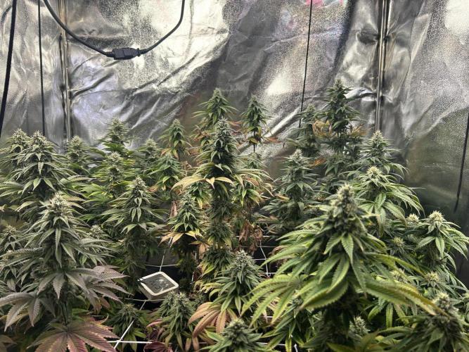 I can’t decide so I do them all. Week 12