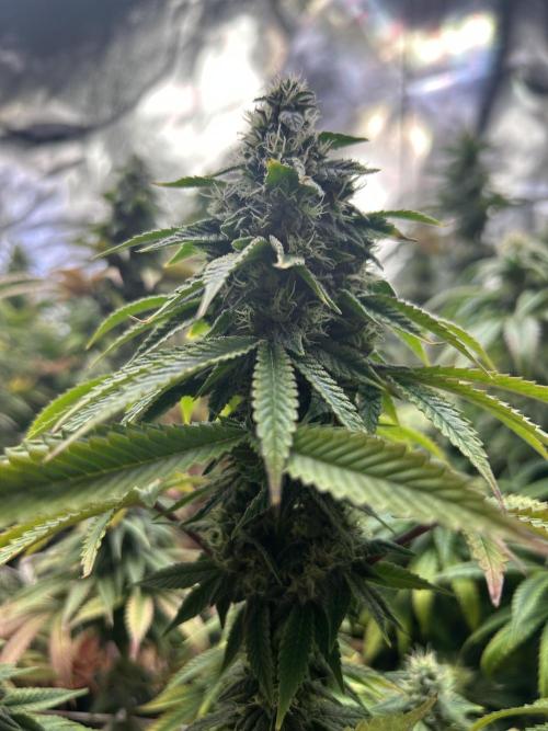 I can’t decide so I do them all. Week 12