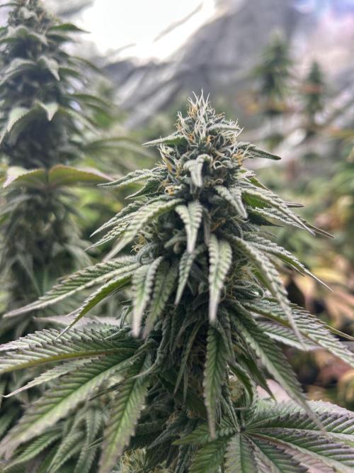 I can’t decide so I do them all. Week 12