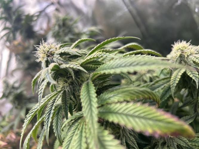 I can’t decide so I do them all. Week 12