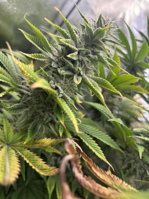 I can’t decide so I do them all. Week 12