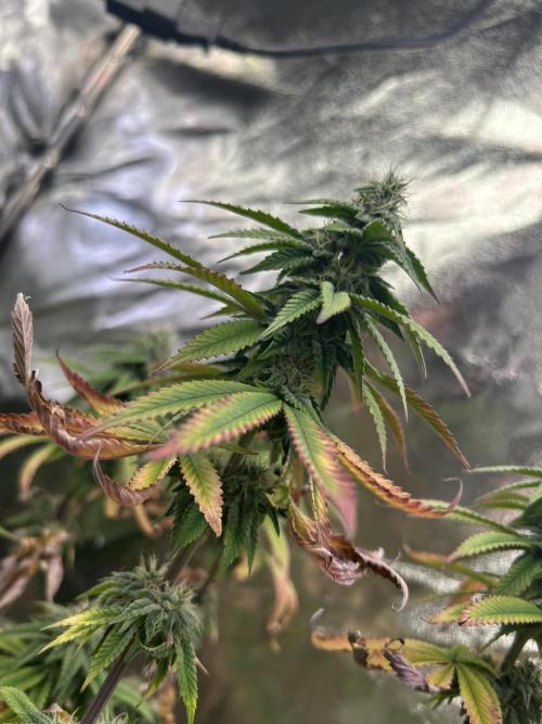 I can’t decide so I do them all. Week 12