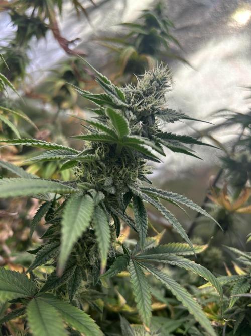 I can’t decide so I do them all. Week 12