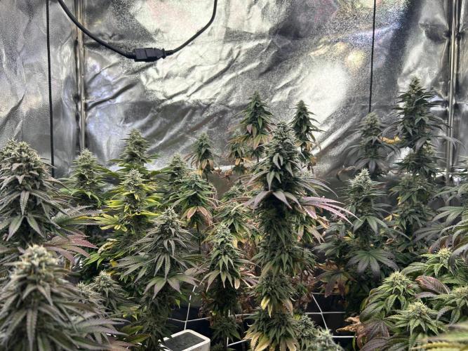 I can’t decide so I do them all. Week 13