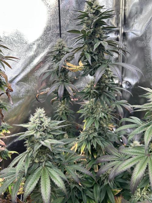 I can’t decide so I do them all. Week 13