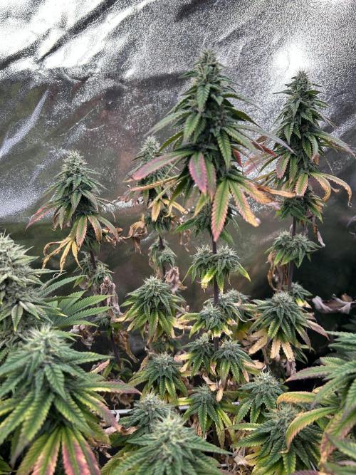 I can’t decide so I do them all. Week 13