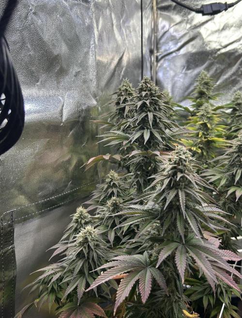 I can’t decide so I do them all. Week 13