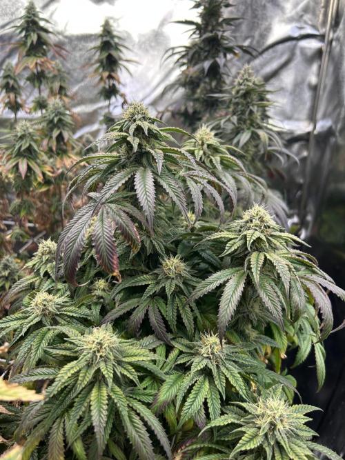 I can’t decide so I do them all. Week 13