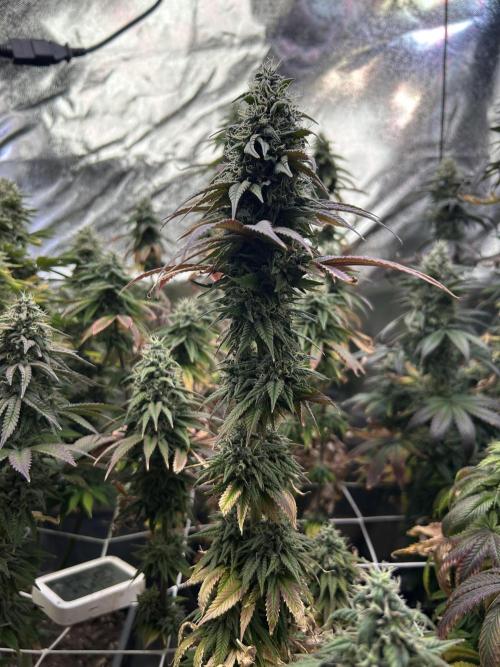 I can’t decide so I do them all. Week 13