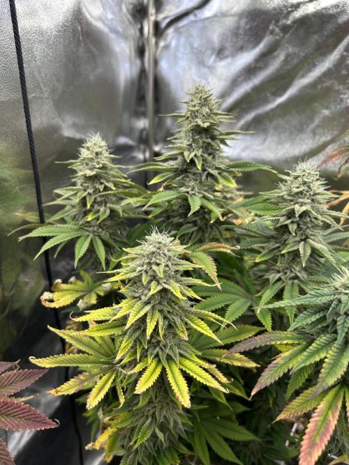 I can’t decide so I do them all. Week 13