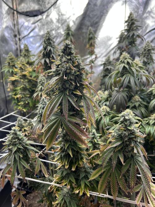 I can’t decide so I do them all. Week 14