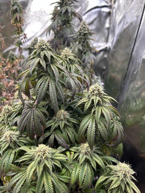 I can’t decide so I do them all. Week 14