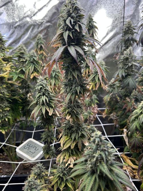 I can’t decide so I do them all. Week 14