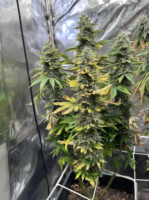 I can’t decide so I do them all. Week 14