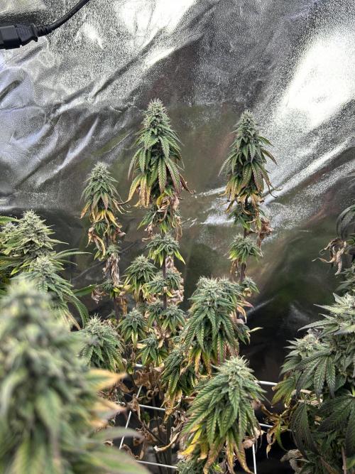 I can’t decide so I do them all. Week 14