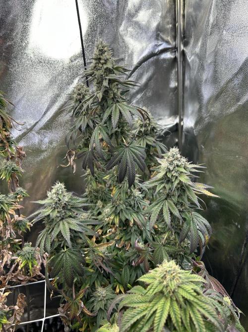 I can’t decide so I do them all. Week 14