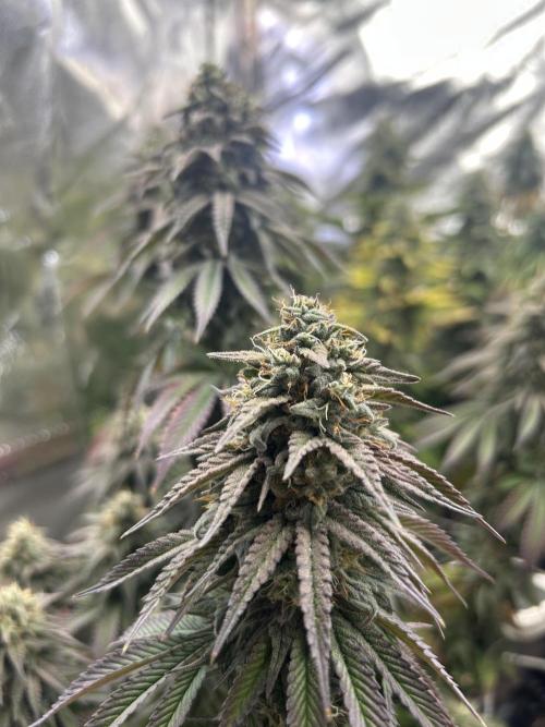 I can’t decide so I do them all. Week 14