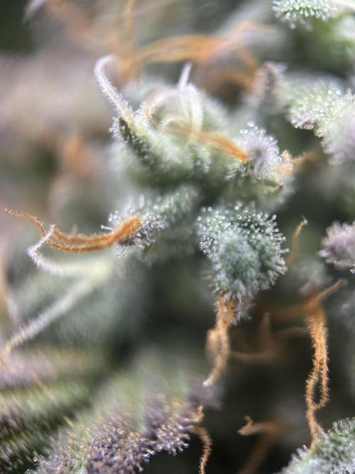 I can’t decide so I do them all. Week 14