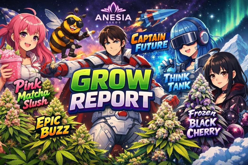 Anesia - the glorious 5. Week 0