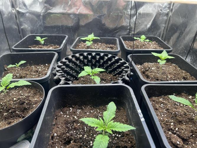 Anesia - the glorious 5. Week 1