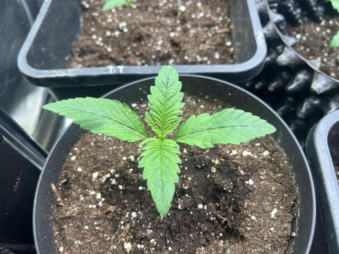 Anesia - the glorious 5. Week 1