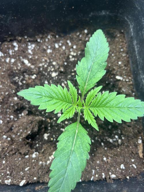 Anesia - the glorious 5. Week 1