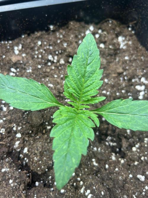 Anesia - the glorious 5. Week 1