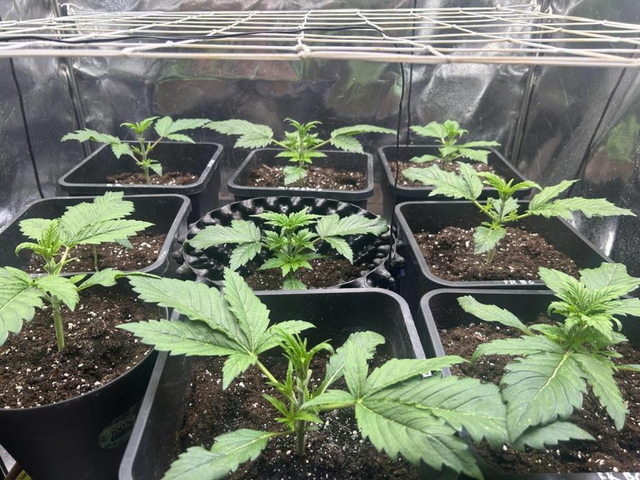 Anesia - the glorious 5. Week 2