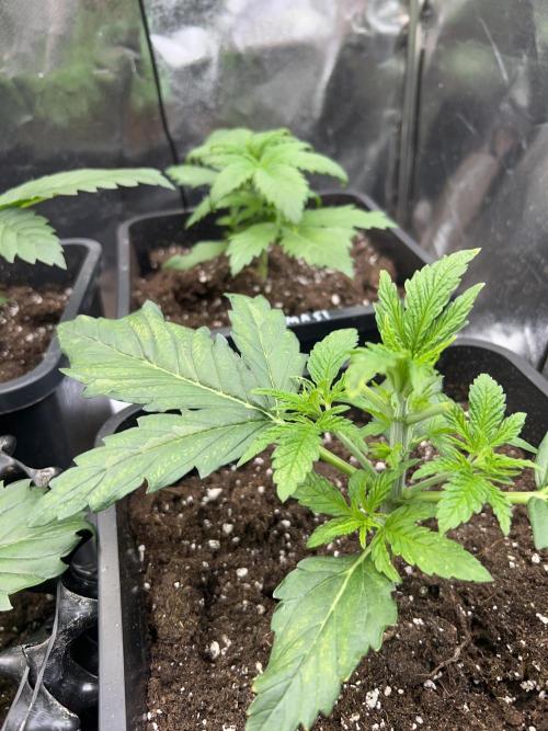 Anesia - the glorious 5. Week 3