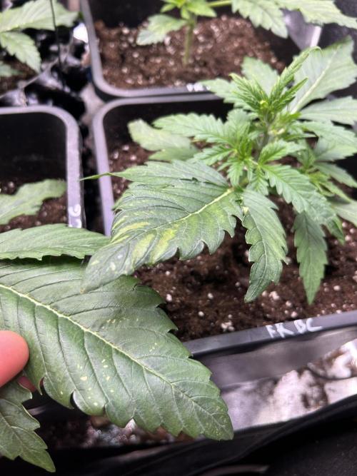 Anesia - the glorious 5. Week 3