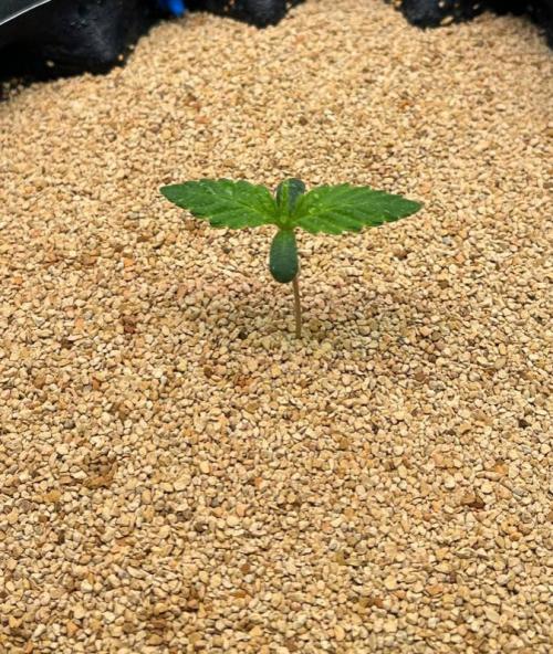 Sunday Punch EV. Week 0