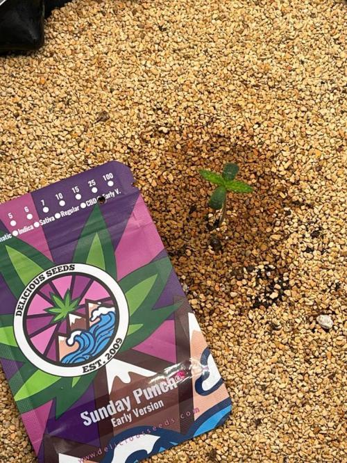 Sunday Punch EV. Week 0