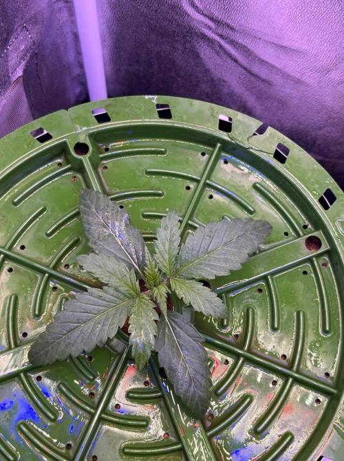 Sunday Punch EV. Week 1