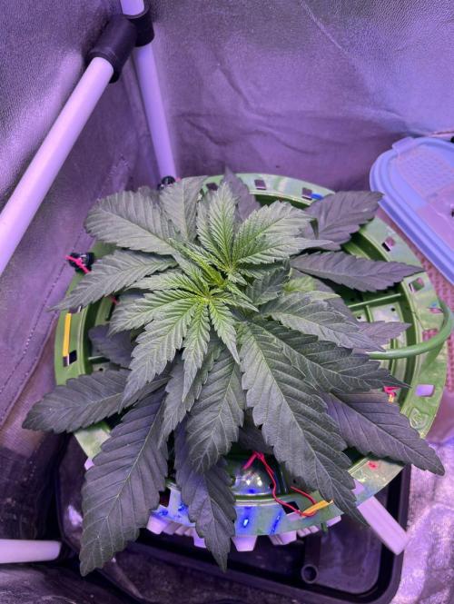 Sunday Punch EV. Week 2