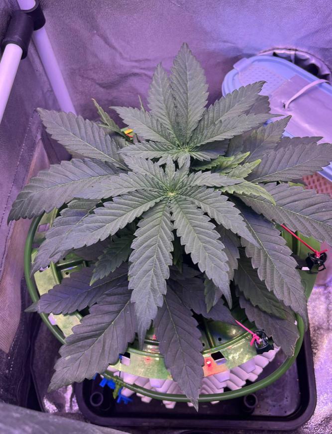 Sunday Punch EV. Week 3