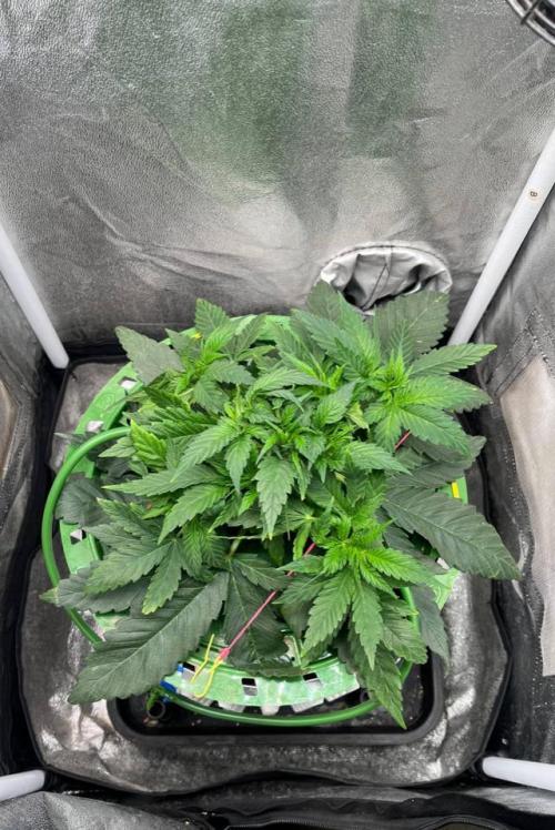 Sunday Punch EV. Week 4