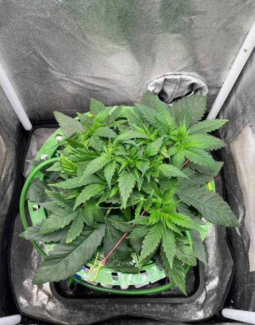 Sunday Punch EV. Week 4