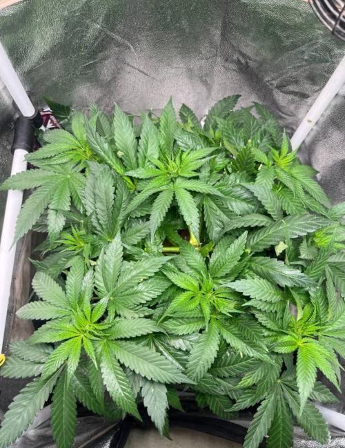 Sunday Punch EV. Week 6