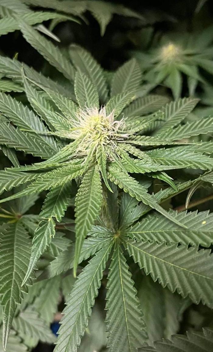 Sunday Punch EV. Week 7